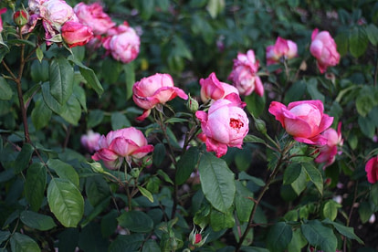 rose garden in backyard