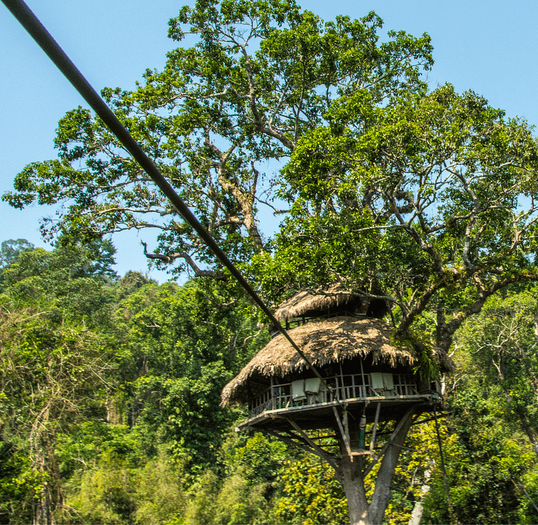 Treehouse with Zipline