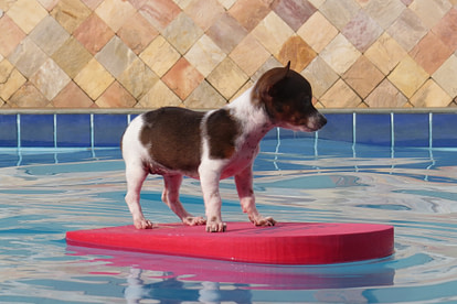 Dog floating in pool