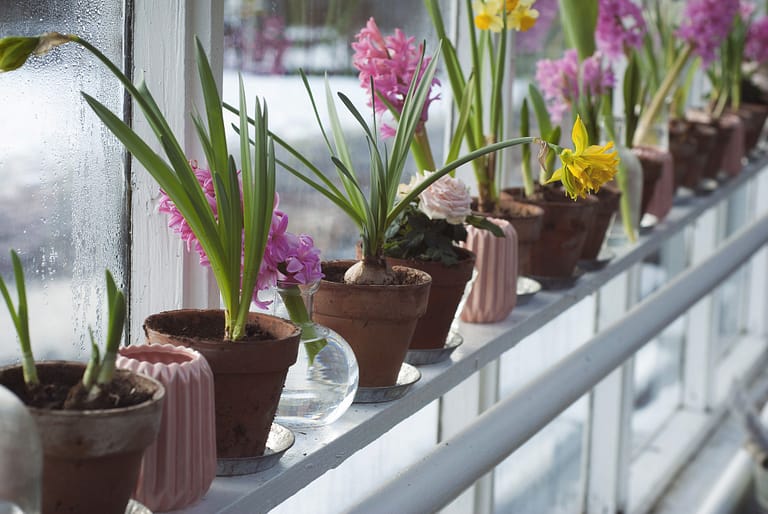 Flower pots on a railing