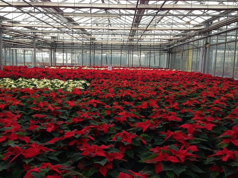 red plants in a greenhouse