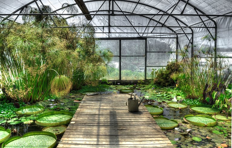 Lotus in greenhouse