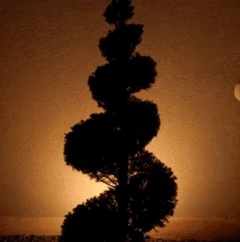 Tree lit by spotlight