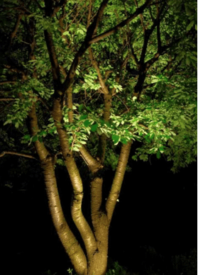 Spotlight on a tree