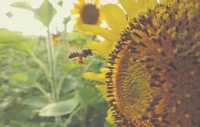 bees in garden