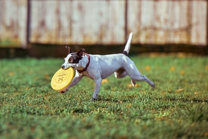 Puppy with frisbee