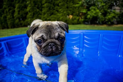 Puppy in swimming tub