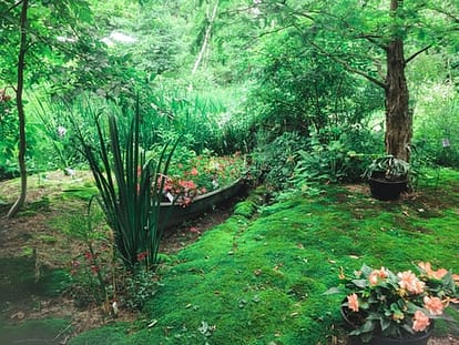 wet climate garden