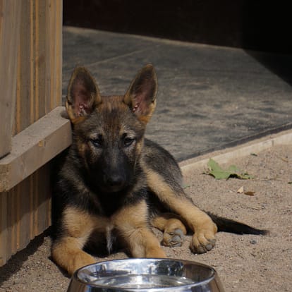 Puppy with bowl of water